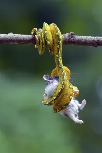 Foraging In The Wild Impressions: Python catch a prey on a tree