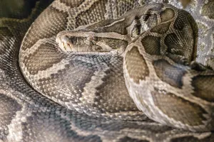 Constrictor Snake Species Impressions: Python molurus (Indian python)