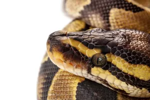 Python Regius Impressions: Python Regius snake isolated on white background