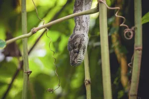 Tropical Jungle Landscape Photo Impressions: Python in a tree in a tropical jungle