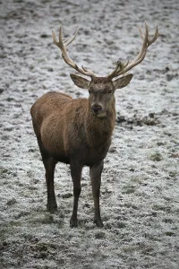 Red Stag Impressions: Red deer