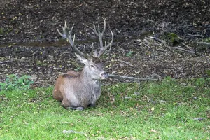 European Red Stag Impressions: Red deer (Cervus elaphus), Volcanic Eifel