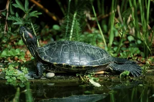 Trachemys Scripta Elegans Impressions: Red-eared Turtle (Trachemys scripta elegans) (Pseudemys scripta elegans)