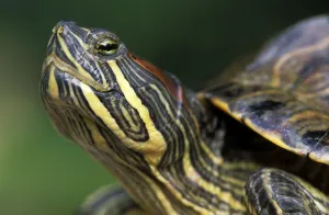 Red Eared Slider Impressions: Red-eared Turtle (Trachemys scripta elegans) (Pseudemys scripta elegans)