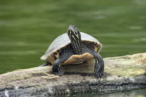 Animals In The Wild USA Impressions: Red-eared Turtle (Trachemys scripta elegans) (Pseudemys scripta elegans)