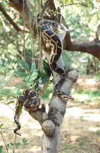 Constrictor Snakes Impressions: Reptiles, Python Indian rock python molurus