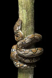 Reticulated Python Impressions: Reticulated python (Malayopython reticulatus)