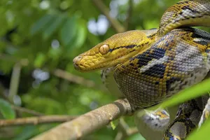 Reticulated Python Impressions: Reticulated python (Malayopython reticulatus)