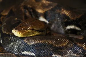 Constrictor Snake Species Impressions: Reticulated Python (Malayopython reticulatus)