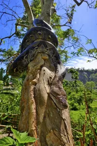 Reticulated Python Impressions: Reticulated python (Malayopython reticulatus)