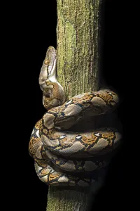 Constrictor Snakes Impressions: Reticulated python (Malayopython reticulatus)