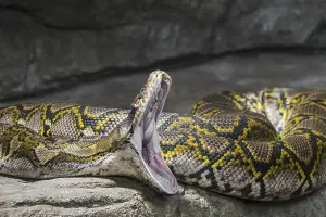 Reticulated Python Impressions: Reticulated python (Malayopython reticulatus) (Python reticulatus) nonvenomous constrictor snake native to South