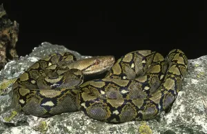 Wildlife Protection Impressions: Reticulated python, python reticulatus