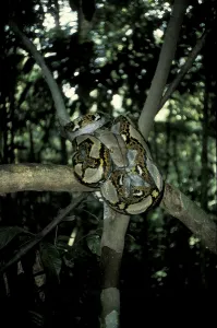 Reticulated Python Impressions: Reticulated python (Python reticulatus)