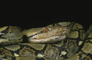 Reticulated Python Impressions: Reticulated Python, python reticulatus