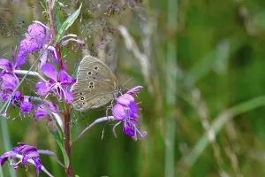 Diurnal Lepidoptera Impressions: Ringlet (Aphantopus hyperantus)