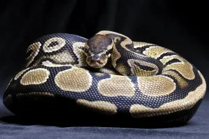Empty Studio Environment Photos Impressions: Royal Python (Python regius)