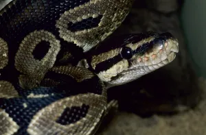 Constrictor Snake Impressions: Royal python (Python regius)