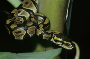 Constrictor Snake Impressions: Royal python (Python regius)