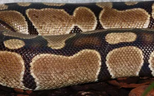 Royal Python Impressions: Royal Python (Python regius)