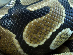 Royal Python Impressions: Royal Python (Python regius)