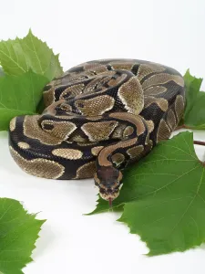 Studio Shot Snakes Impressions: Royal Python (Python regius)