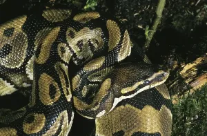 Constrictor Snakes Impressions: Royal Python (python regius), Adult