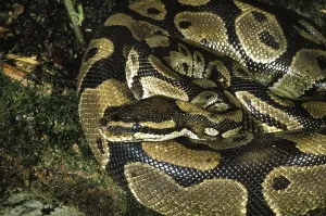 Constrictor Snakes Impressions: Royal python (python regius), Adult