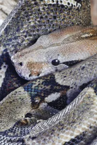 Captive Snake Photography Impressions: Royal python (Python regius) adult snake head portrait