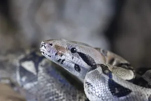 Captive Snake Photography Impressions: Royal python (Python regius) adult snake head portrait
