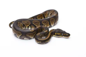 Empty Background Image Impressions: Royal Python (Python regius), Black Head