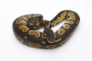 Royal Python Impressions: Royal Python (Python regius), Black Head