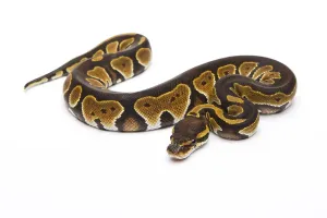 Full Length Animal Images Impressions: Royal python (Python regius), Black Head Double Het Albino Ghost