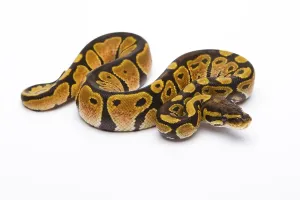 Python Regius Impressions: Royal python (Python regius) Black Head Spider Het Ghost Possible Het Albino