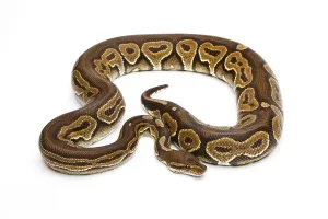 Wild Animal Breeding Impressions: Royal Python (Python regius), Black Pastel