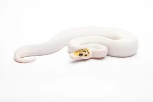 Constrictor Snake Species Impressions: Royal Python (Python regius), Bumble Bee Piebald