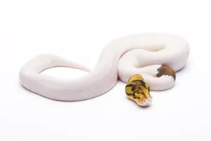 Full Length Animal Photos Impressions: Royal python (Python regius), Bumble Bee Piebald