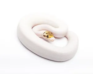 Royal Python Impressions: Royal Python (Python regius), Bumble Bee Piebald