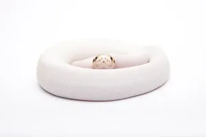 Wild Animal Breeding Impressions: Royal Python (Python regius), Bumble Bee Piebald