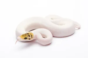 Bee Wildlife Photography Impressions: Royal Python (Python regius), Bumble Bee Piebald