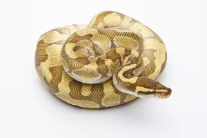 Studio Background Photos Impressions: Royal Python (Python regius), Butter Enchi