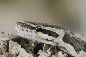 Constrictor Snake Species Impressions: Royal python (Python regius), captive