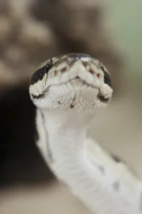 Constrictor Snake Species Impressions: Royal python (Python regius), captive