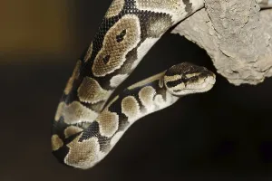 Constrictor Snakes Impressions: Royal python (Python regius), captive