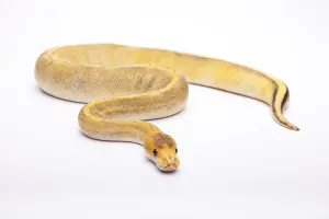 Reptiles In Europe Impressions: Royal python (Python regius), Champagne Calico