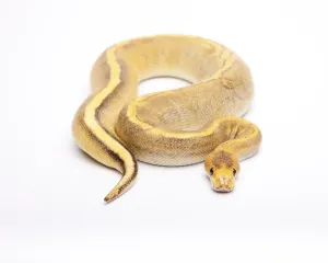 Royal Python Impressions: Royal Python (Python regius), Champagne Calico