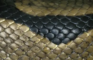 Wild Animal Macro Shots Impressions: Royal Python (python regius), Close Up of Skin