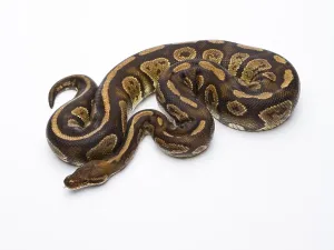 Wildlife In Austria Europe Impressions: Royal Python (Python regius), Fefe