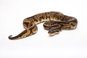 Panthera Pardus Pictures Impressions: Royal Python (Python regius), Leopard