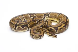 Python Regius Impressions: Royal python (Python regius), Matanic
